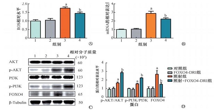Figure 4 FOXO4-DRI decreased the ROS level and up-regulated the protein expressions of PI3K / AKT signaling pathway in the lung of RIPF mice A. The relative ROS level in the lung tissue