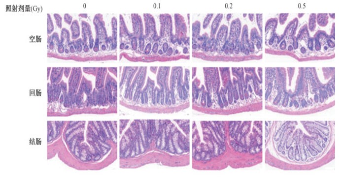 Impacts of ionizing radiation dose on NADPH oxidase expression in mouse intestine