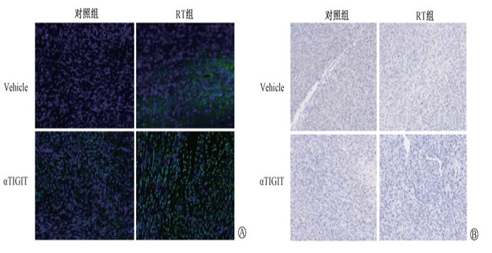 The impact and applications of high-dose fractionated irradiation on the effector function of NK cells