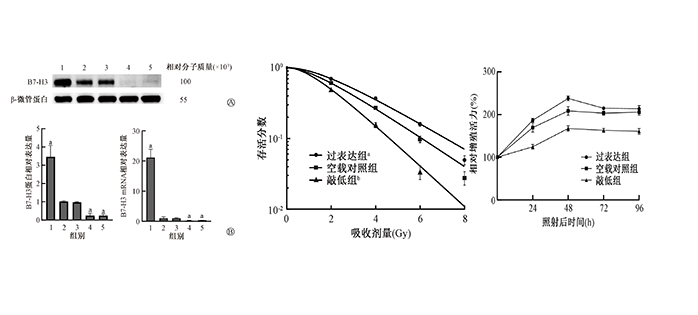 Mechanistic research of B7 homolog 3-mediated radioresistance in glioblastoma