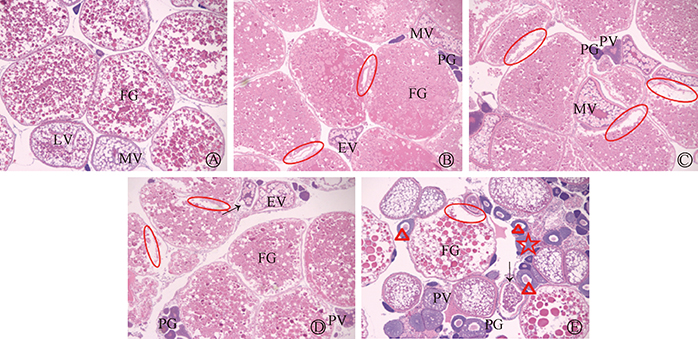 Tritium-induced female reproductive toxicity in zebrafish